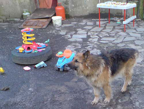 toys for the dog