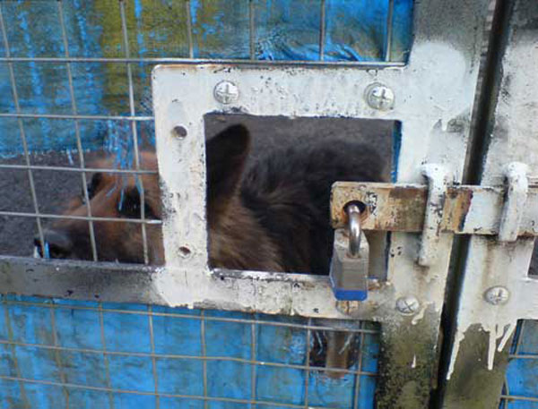 gsd looking through a hole in the fence