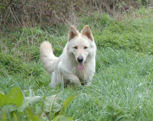 gunner the white GSD running through the grass