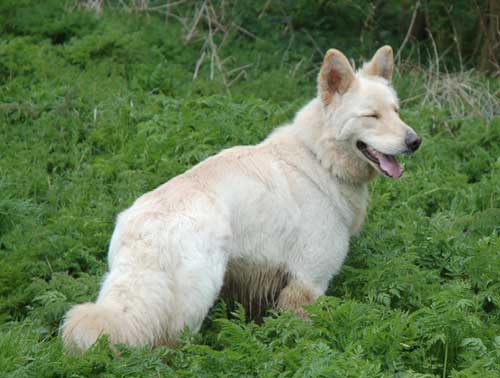 gunner the white gsd taking a breather