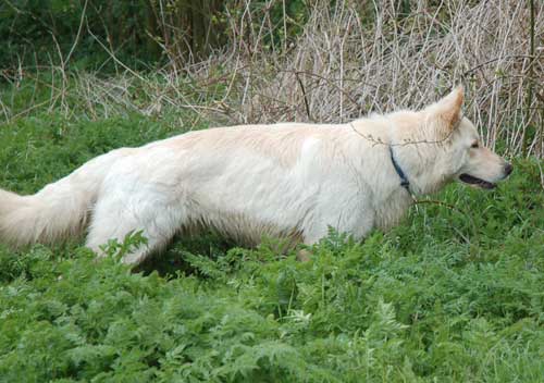 gunner the white gsd exporing the undergrowth