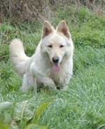 Gunner - Gorgeous White GSD