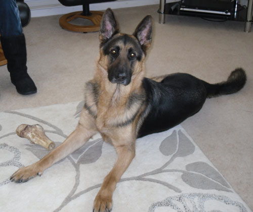 hagen gsd