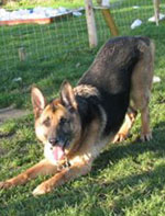 Hamish In Kennels Many Months