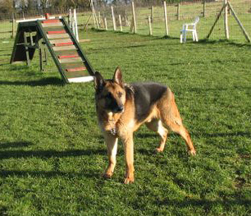 hamish the gsd on the agility course