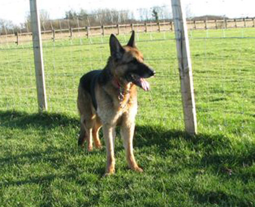 hamish the gsd admiring the view