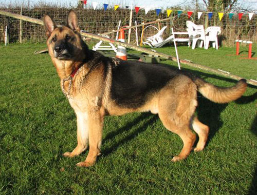 hamish the gsd has spotted something