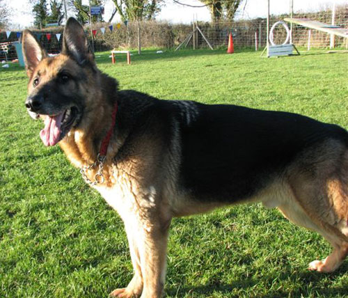 hamish the gsd waiting for the command