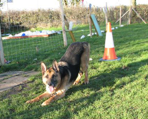 hamish the gsd playing