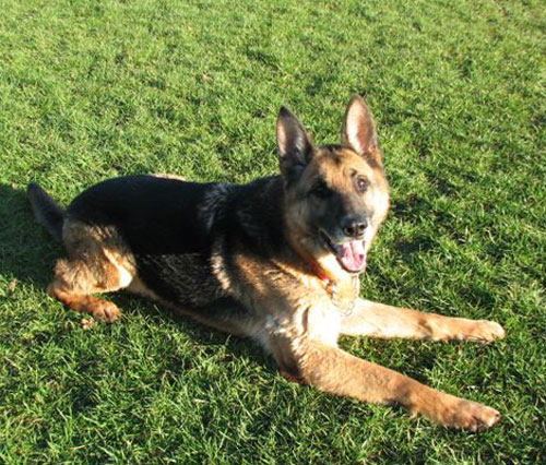 hamish the gsd looking for a new mum and dad