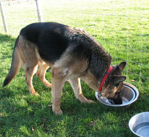 hamish the gsd eating and drinking