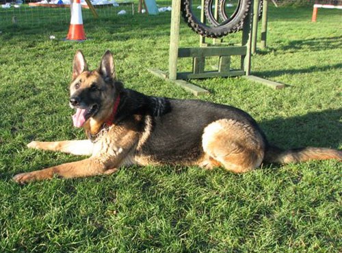 hamish the gsd ready for more agility