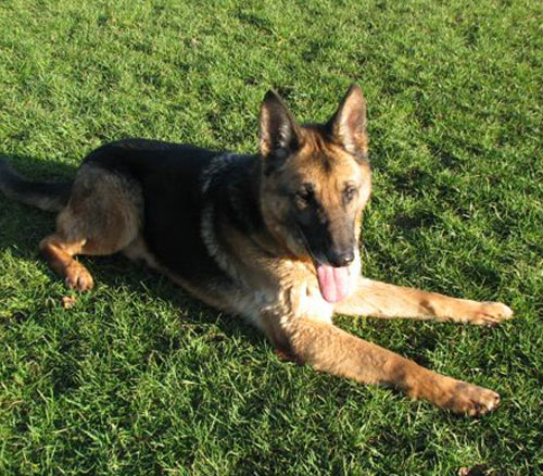 hamish the gsd having a lie down