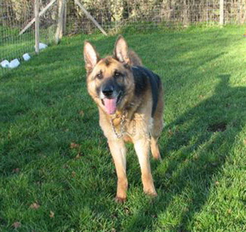 hamish the gsd raring to go
