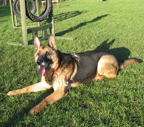 hamish the gsd lying down waiting patiently