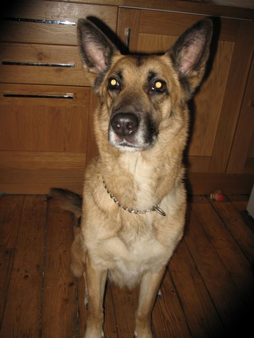 hannah gsd