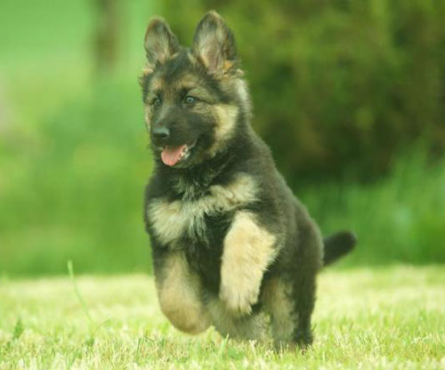 happy german shepherd puppy