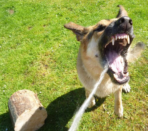 gsd catching water from the hosepipe