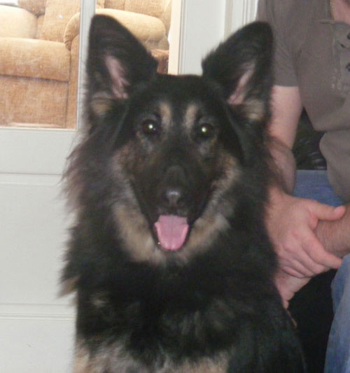 harriet very dark coloured gsd