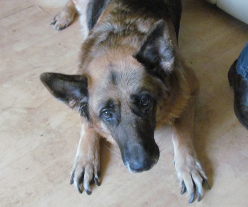 harry the german shepherd with long overgrown claws