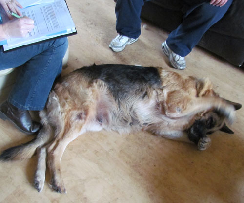 appalling neglect of this lovely older german shepherd