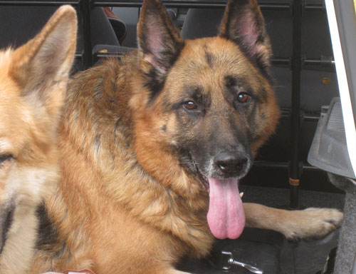 harry the german shepherd with his new friend Lady Rio