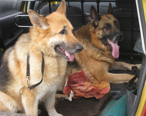 harry and lady rio the german shepherds in the back of the car