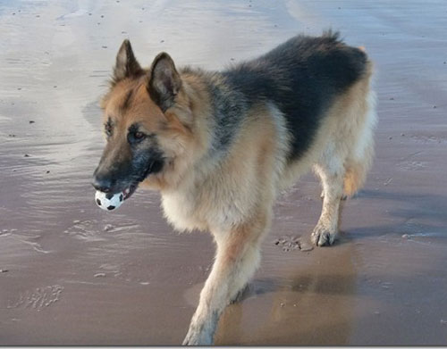 harry the gsd on the beach enjoying a paddle