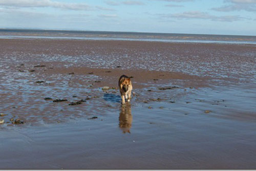 harry the gsd has the beach all to himself