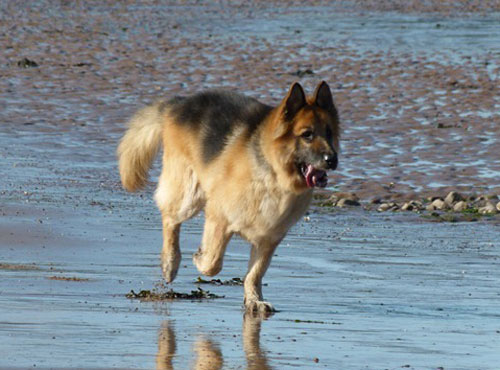 harry the gsd running on the beach