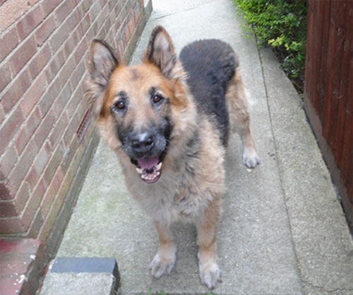 harry the gsd before he came into rescue