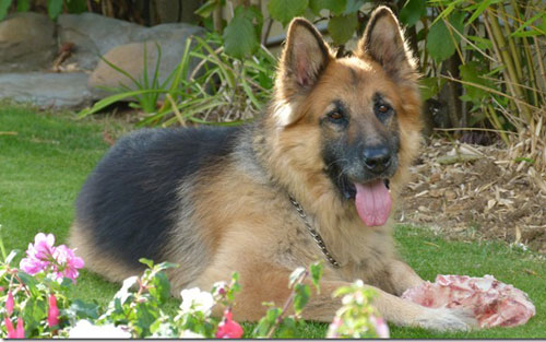 harry the german shepherd chewing a juicy bone