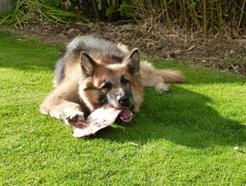 harry the gsd munching his big bone