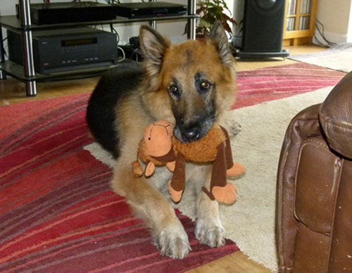 harry the german shepherd playing with his cuddly toy