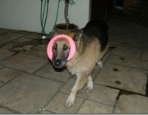 harry the gsd playing with a pink frisbee