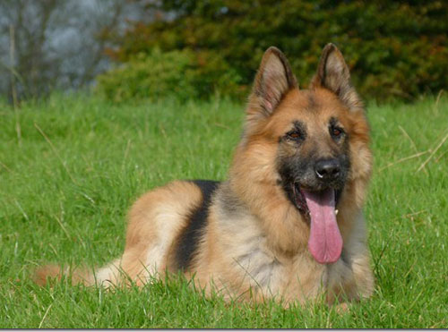 harry the gsd sitting in the grass