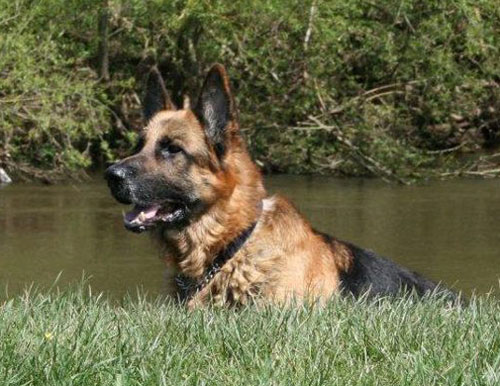 german shepherd in the river