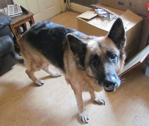 harry neglected older german shepherd