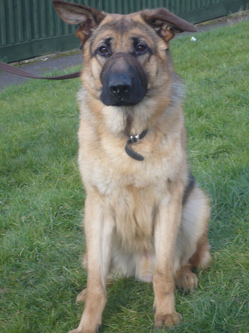 harvey young gsd