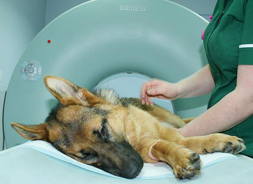 heidi the gsd having a ct scan