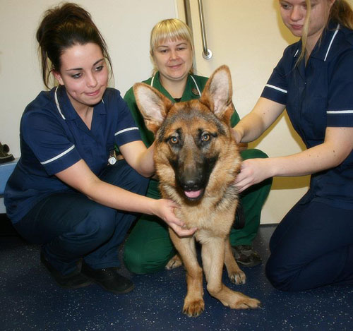 heidi the german shepherd at calder vets