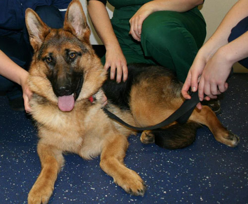 heidi gsd enjoying a fuss at the vets