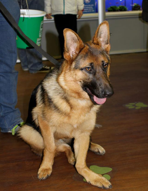 heidi german shepherd doing some fundraising