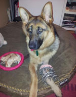 Heidi GSD With Growth Plate Deformity