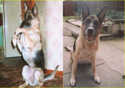 heidi the gsd who sadly passed away