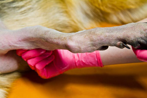 German Shepherd Heidi's leg all prepared for surgery