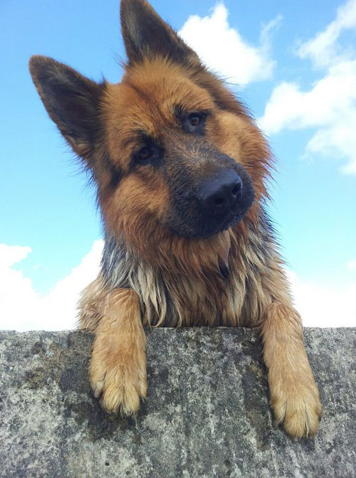 gsd peering over a wall