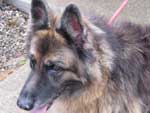 Holly Cruelty Case Signed Over To RSPCA