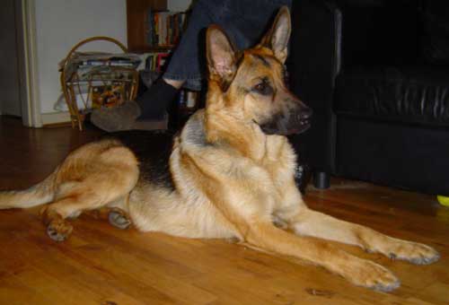 hugo the gsd lying down