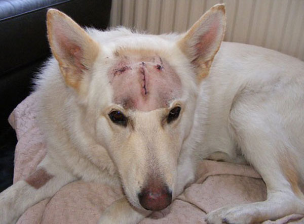 ice the white german shepherd with his head shaved